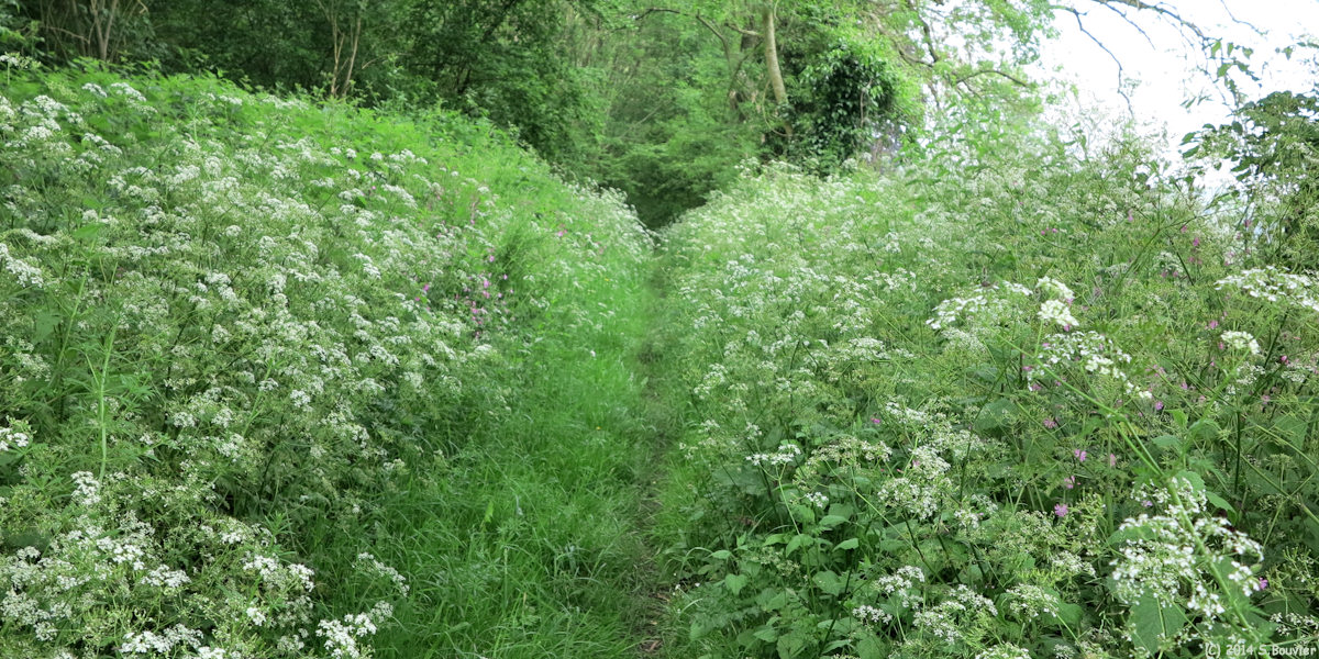 Tourville les Ifs (Chemin)