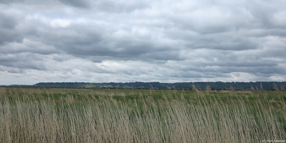 La Cerlangue (Marais 1)