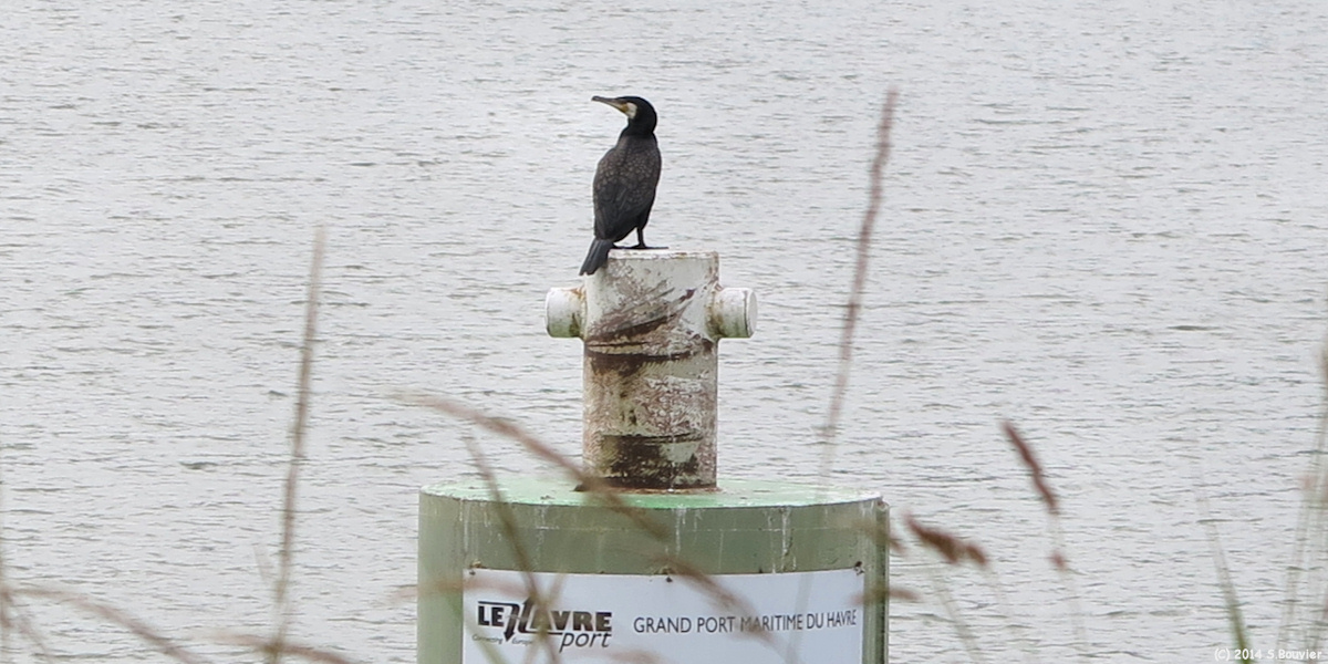 Tancarville (Cormoran)