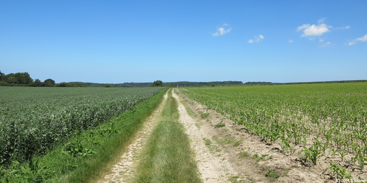 Grainville la Teinturière (Chemin 2)