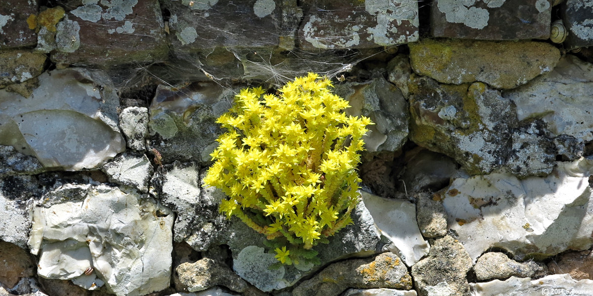 Beuzeville la Guérard (Sédum âcre)