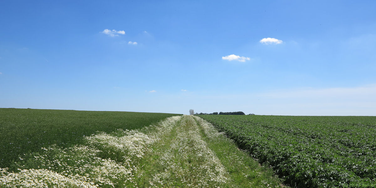 Thiouville (Chemin)
