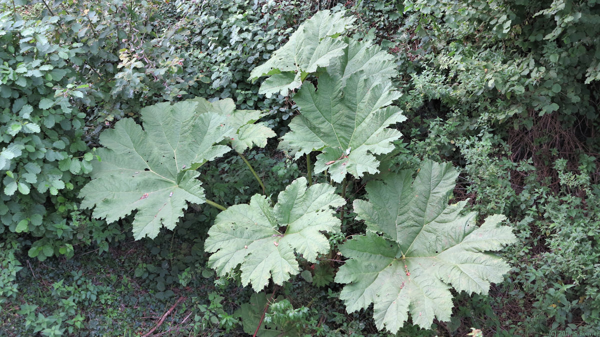 Oudeuil (Gunnera manicata)