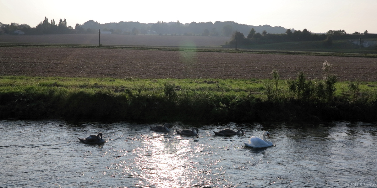 St Omer en Chaussée (Cygnes)