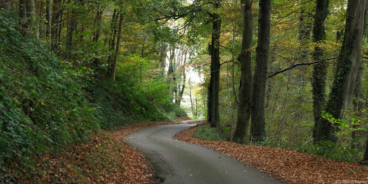 Forêt d'Arques (Route)
