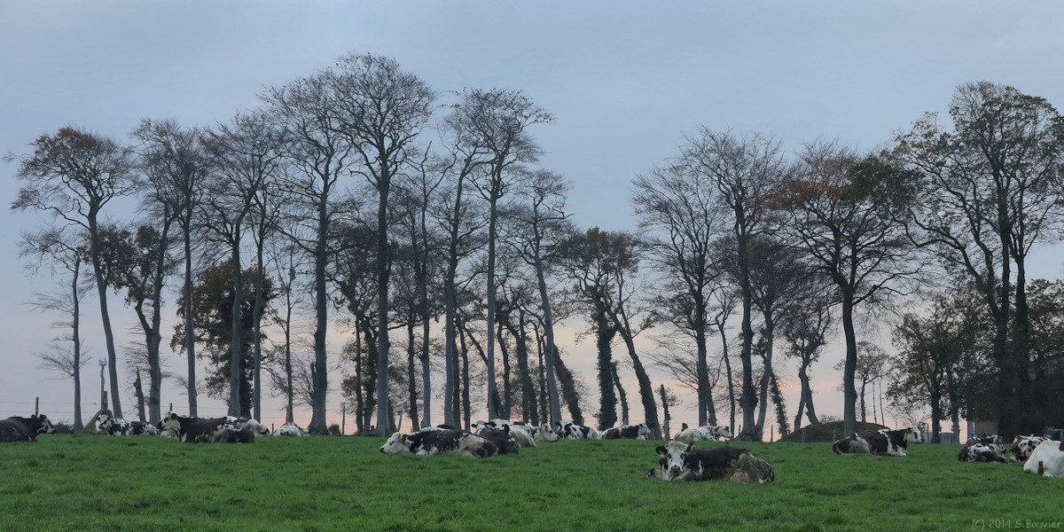 Longueil (Vaches)