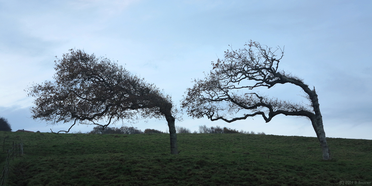 Varengeville sur Mer (Arbres)