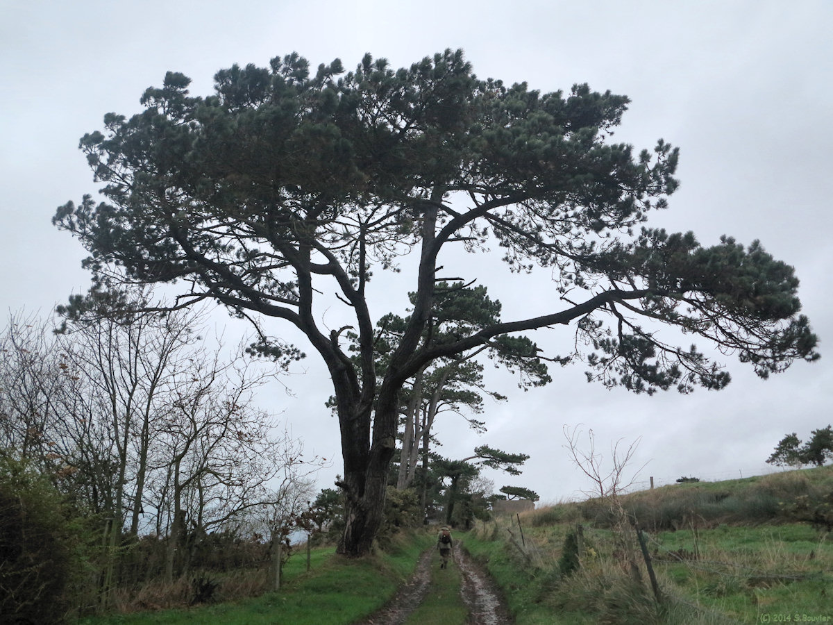 Quiberville (Chemin)
