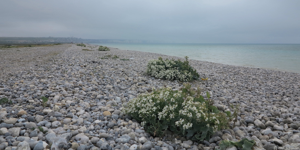 Woignarue (Choux marins)