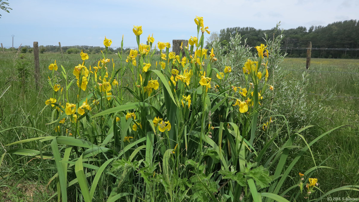 Lanchères (Iris)