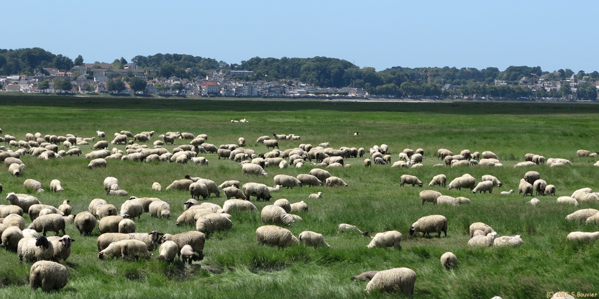 Noyelles sur Mer (Moutons 3)