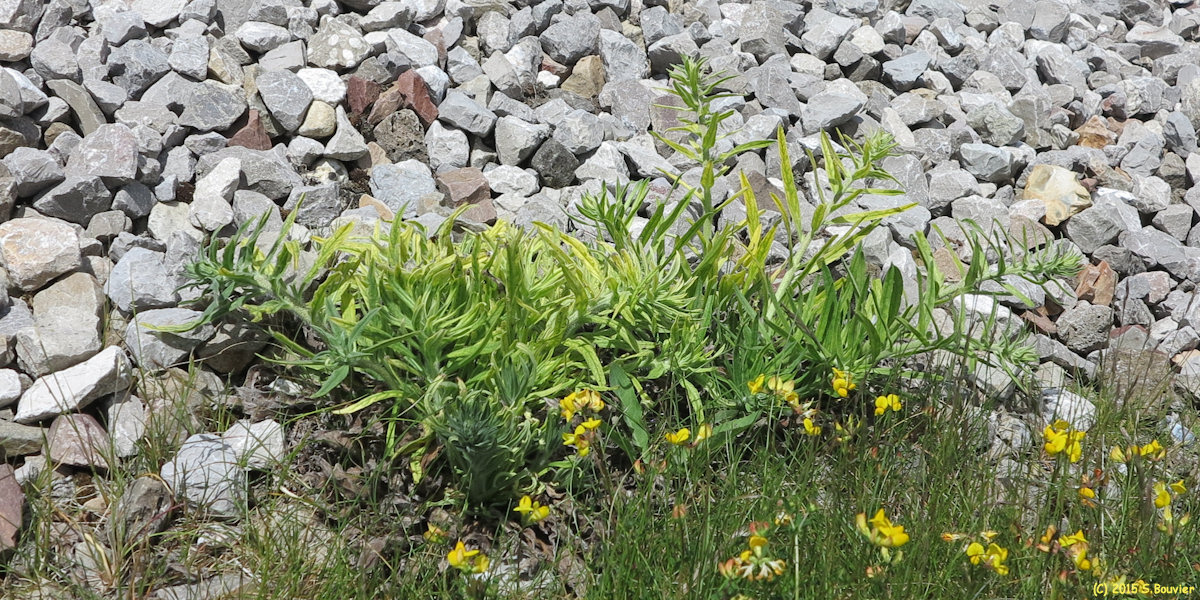 Boismont (Plante)