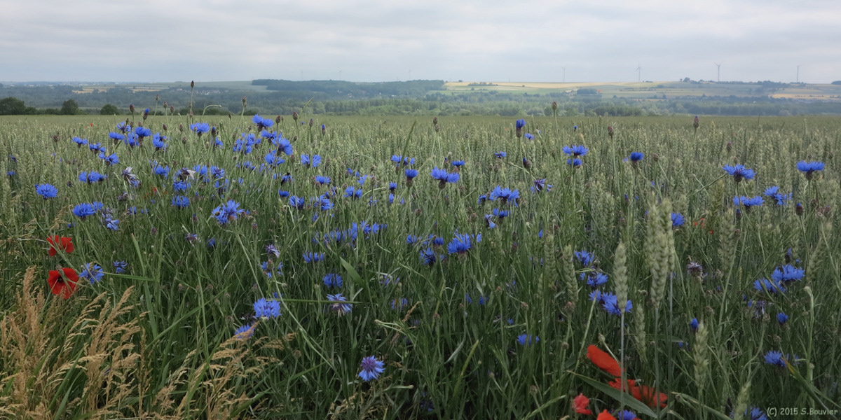 Bray les Mareuil (Bleuets)