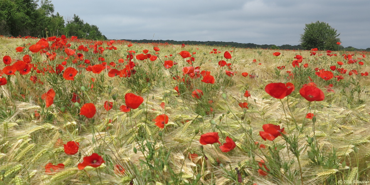 Bray les Mareuil (Coquelicots)