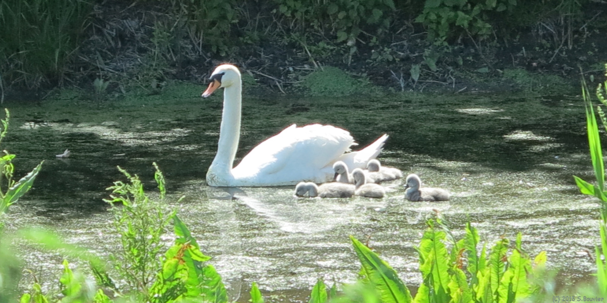 Bourdon (Cygnes)