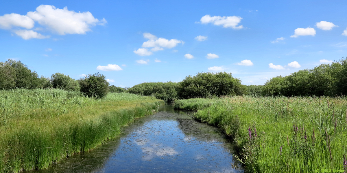 Bourdon (Marais des Cavins 2)