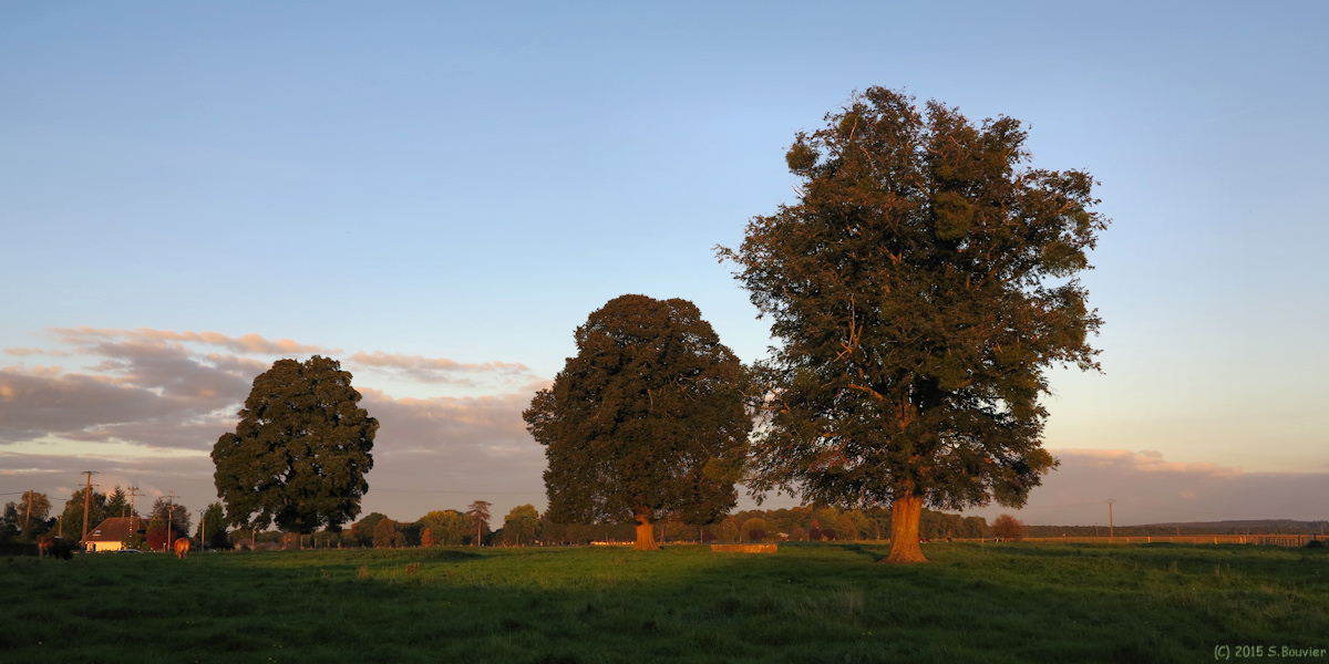 Auzouville sur Ry (Chênes)