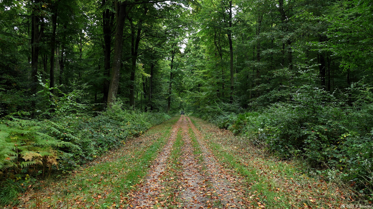 Vascœuil (Forêt 2)