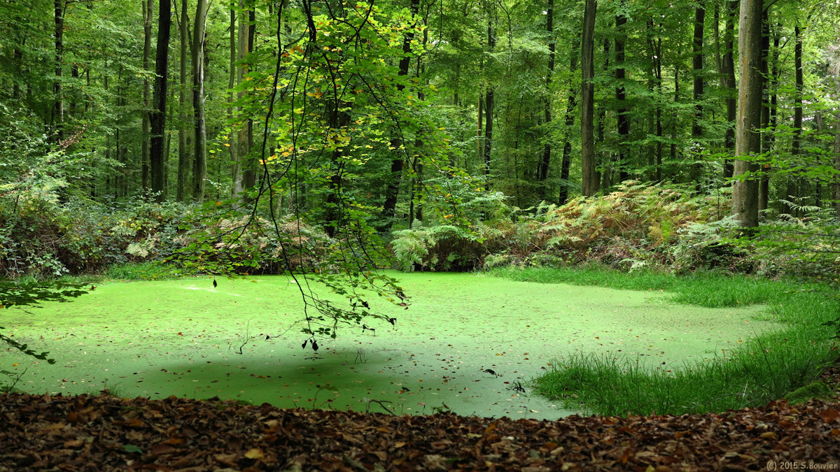 Forêt de Lyons (Mare 1)
