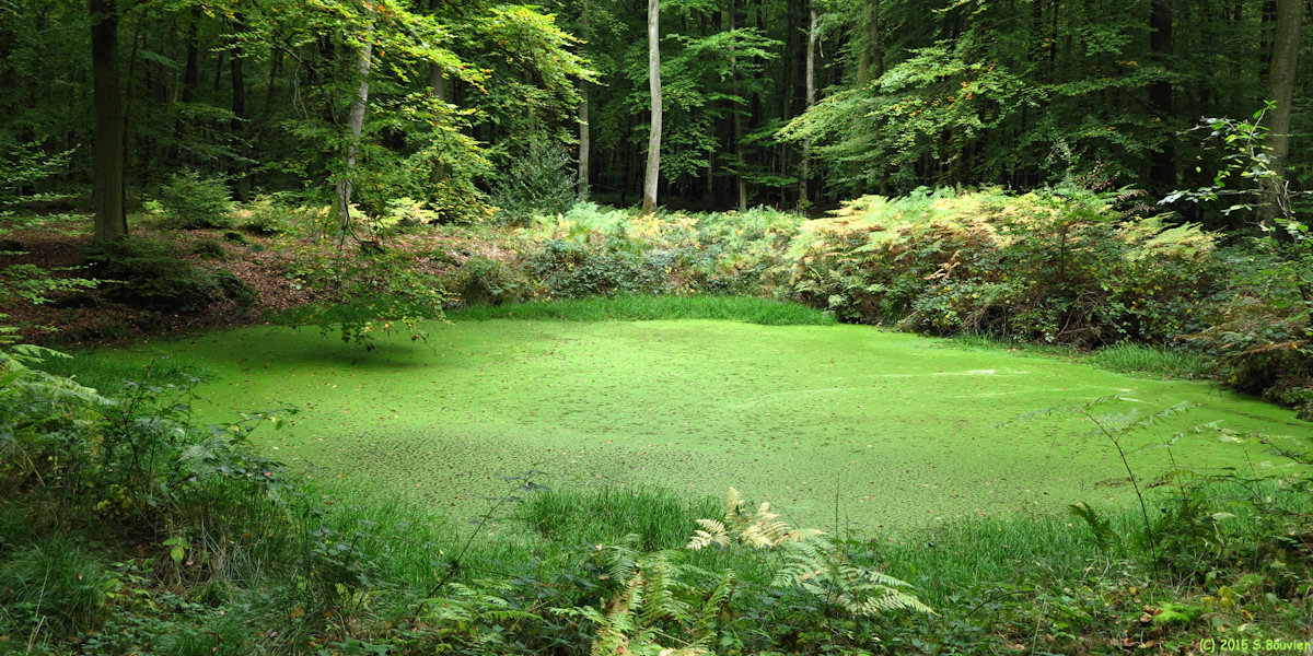 Forêt de Lyons (Mare 2)