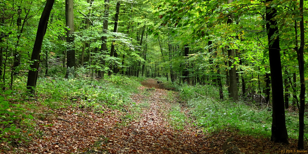 Forêt de Lyons (Sentier 2)
