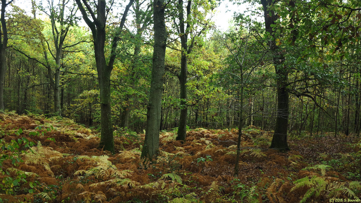 Forges les Eaux (Bois 2)
