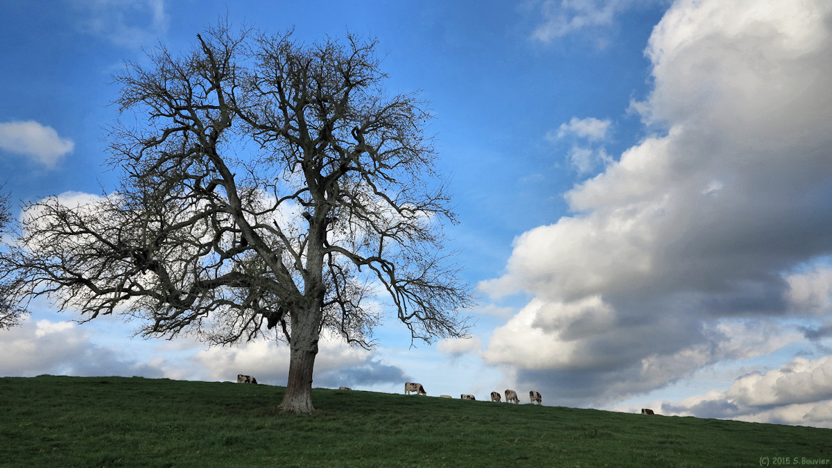 Neuville Ferrières (Prairie)