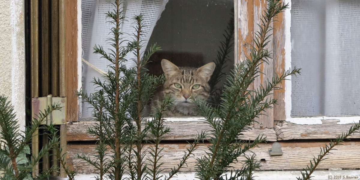 Saint Saire (Chat)