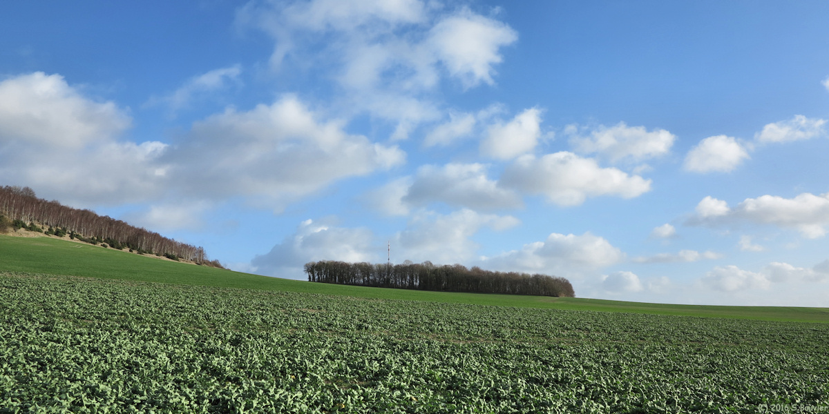 Bures en Bray (Bois)