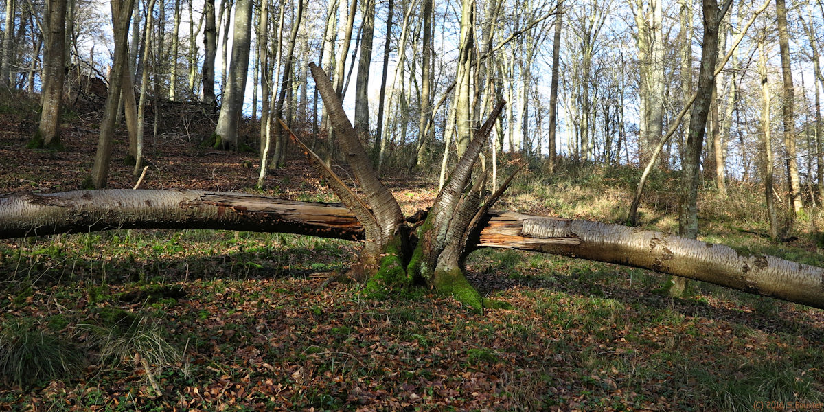Forêt d'Eawy (Arbre)