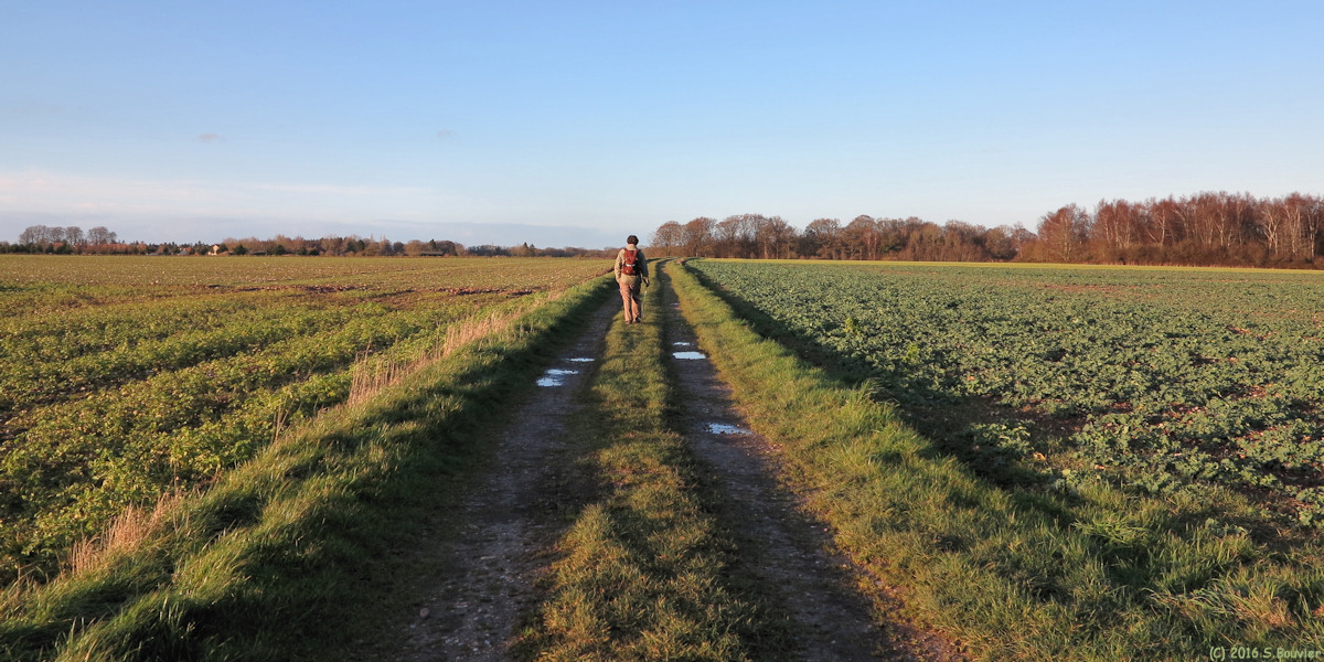 Le Bois Robert (Chemin)