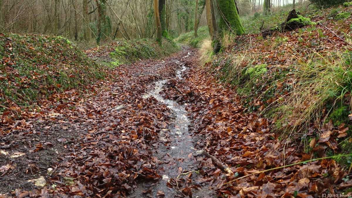 Saint Nicolas d'Aliermont (Chemin)