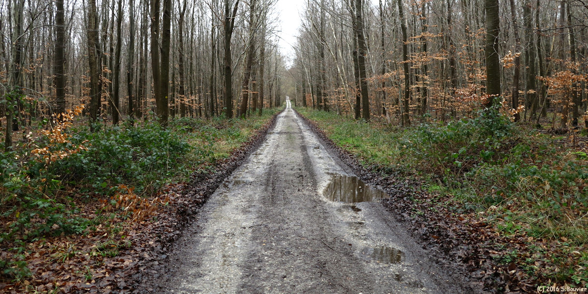 Massif de Pimont (Allée)
