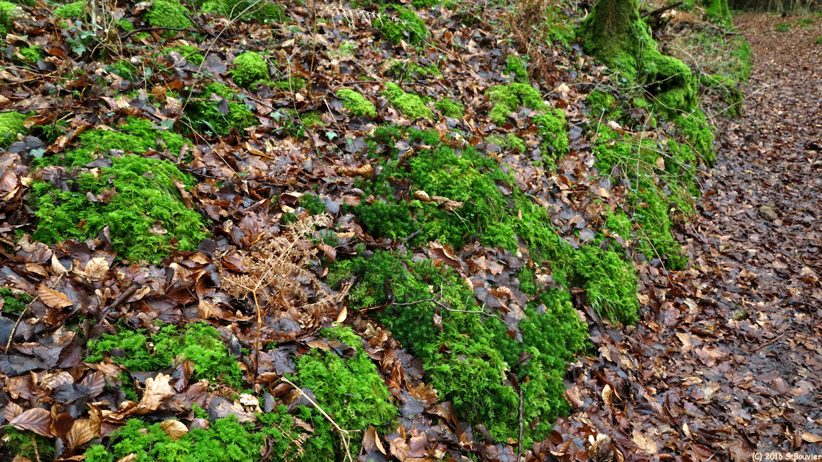 Massif de Pimont (Mousse)