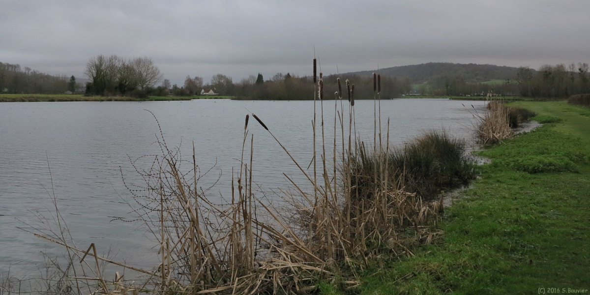 Saint Aubin le Cauf (Etang)