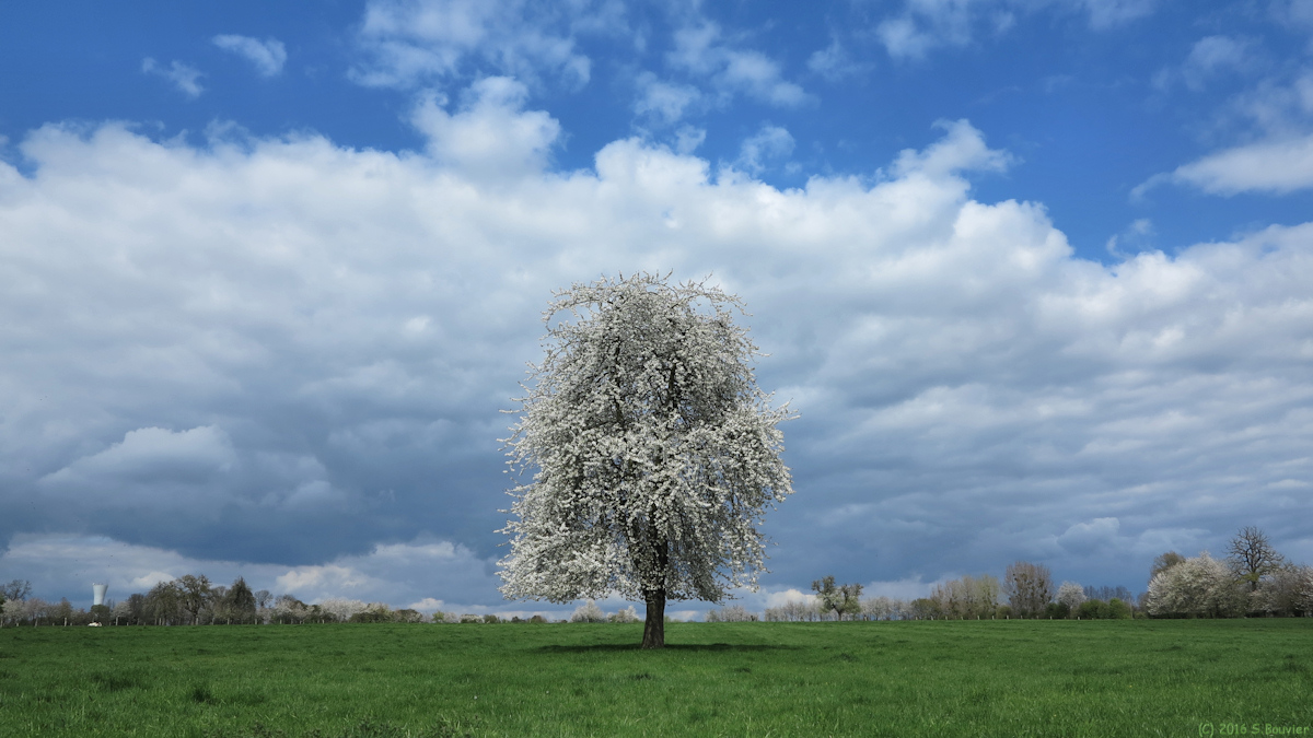 Montroty (Arbre)