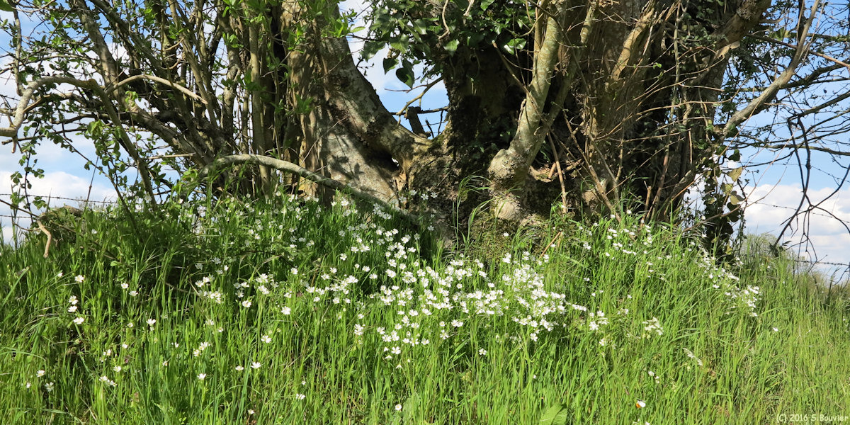 Cuy Saint Fiacre (Stellaires)