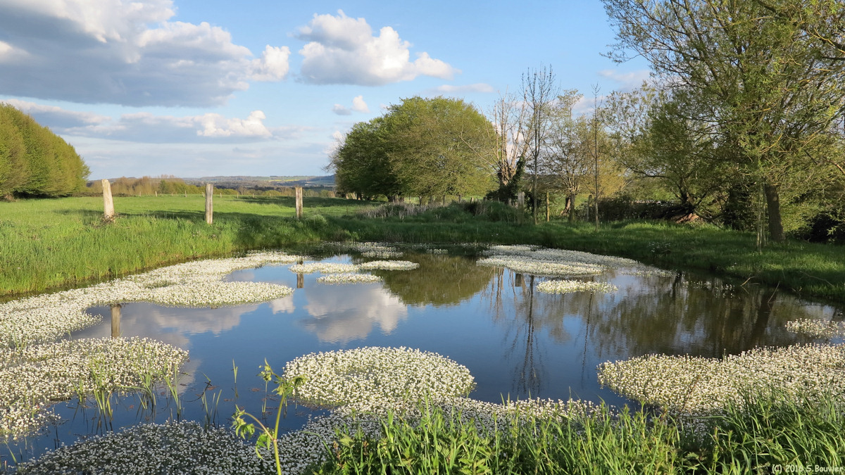 Avesnes en Bray (Mare 1)