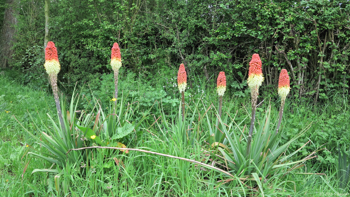 Villers sur Auchy (Kniphofias)