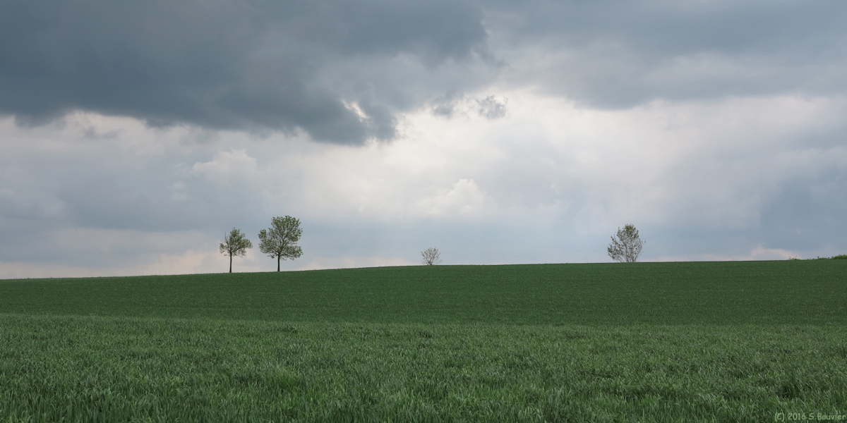 Saint Quentin des Prés (Arbres)
