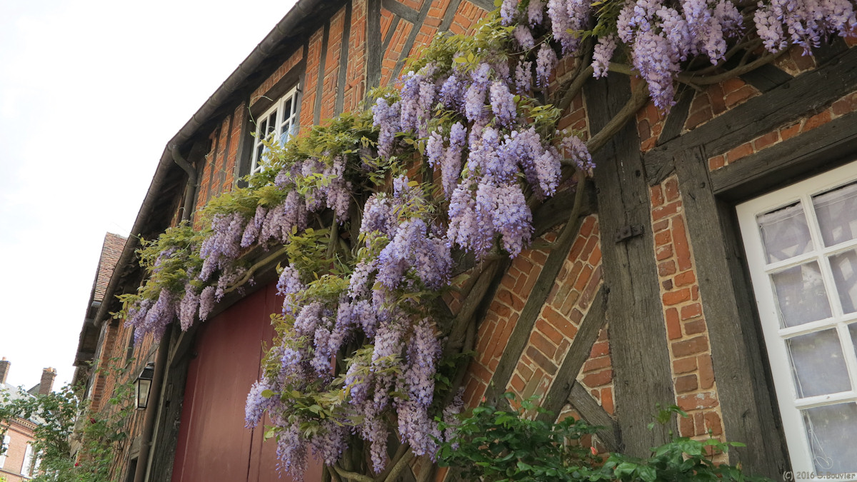 Gerberoy (Glycine)