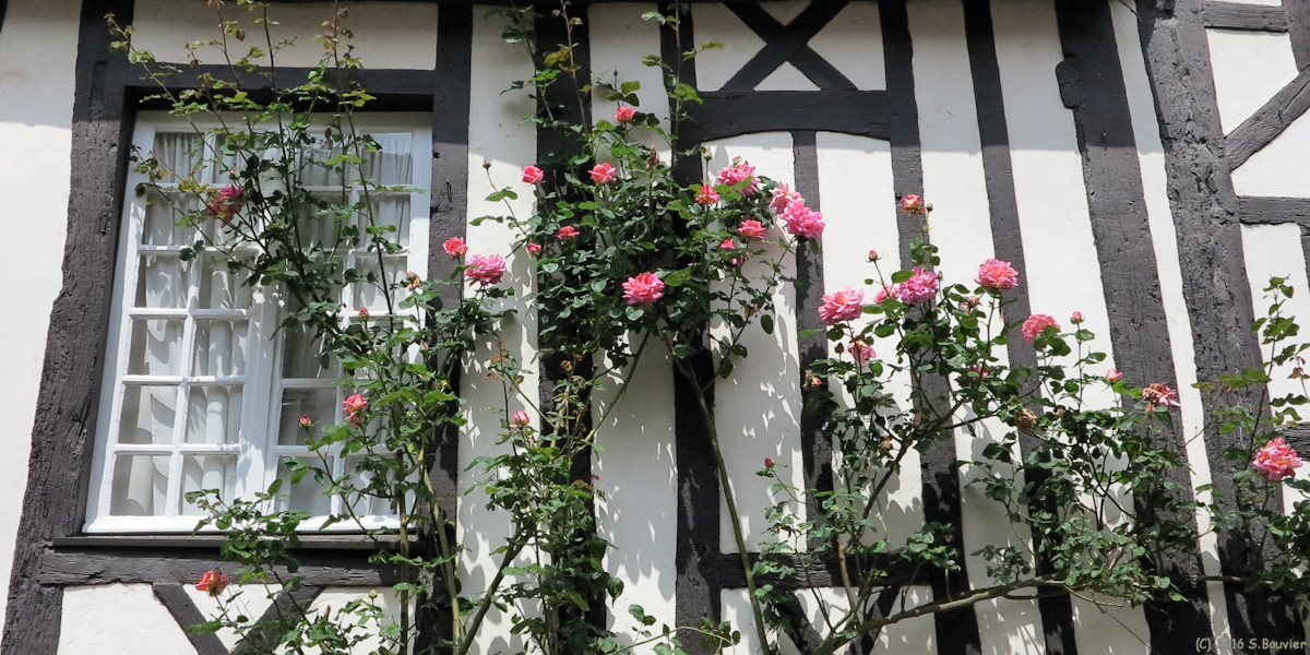 Gerberoy (Rosiers 1)
