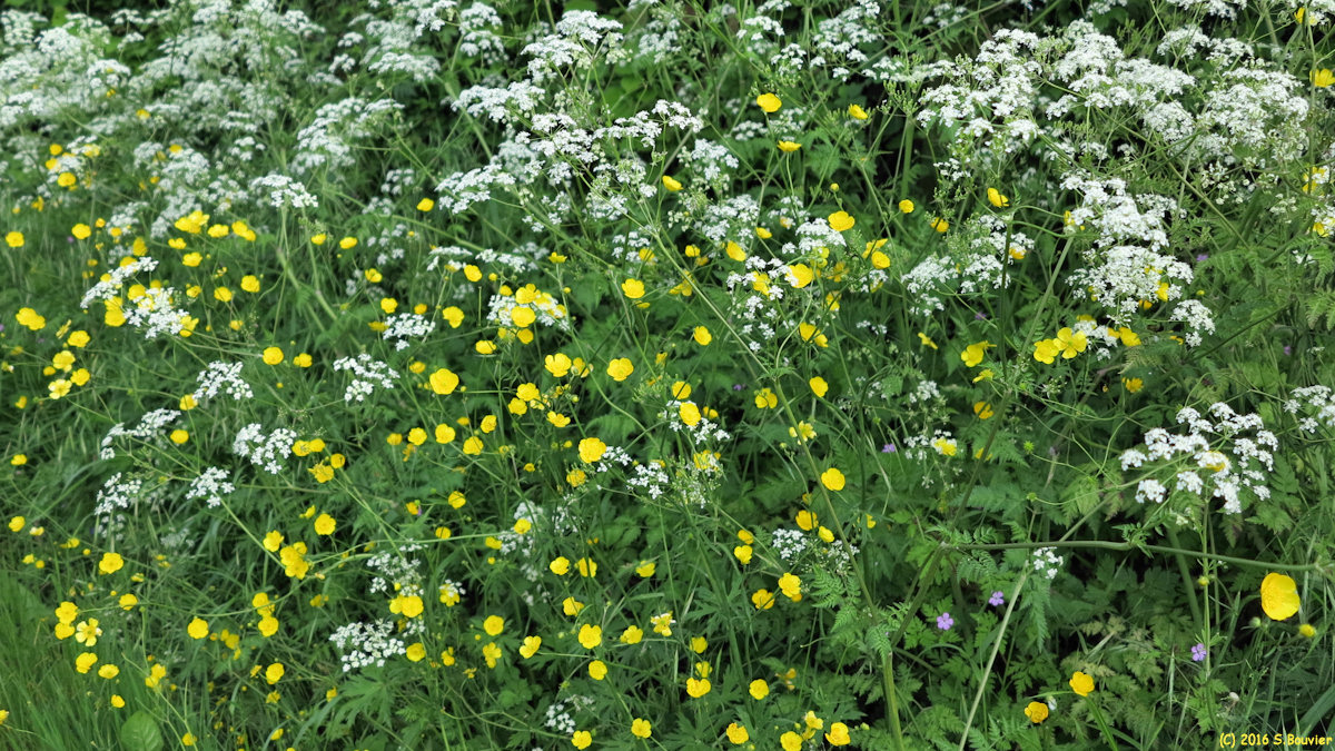 Hannaches (Fleurs)