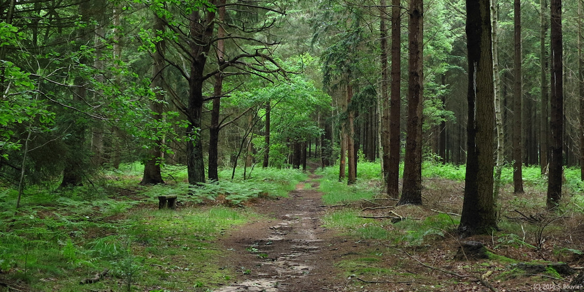 Saint Paul (Chemin)