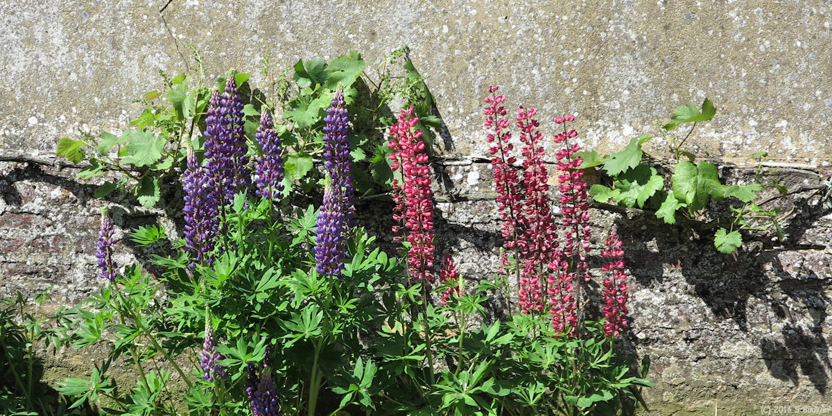 Lachapelle aux Pots (Lupins)