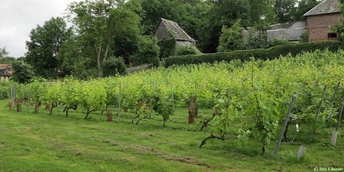 Gerberoy (Vigne)
