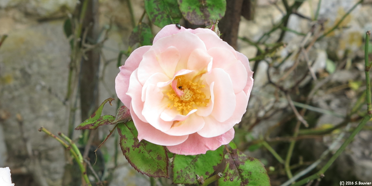 Gerberoy (Rose)