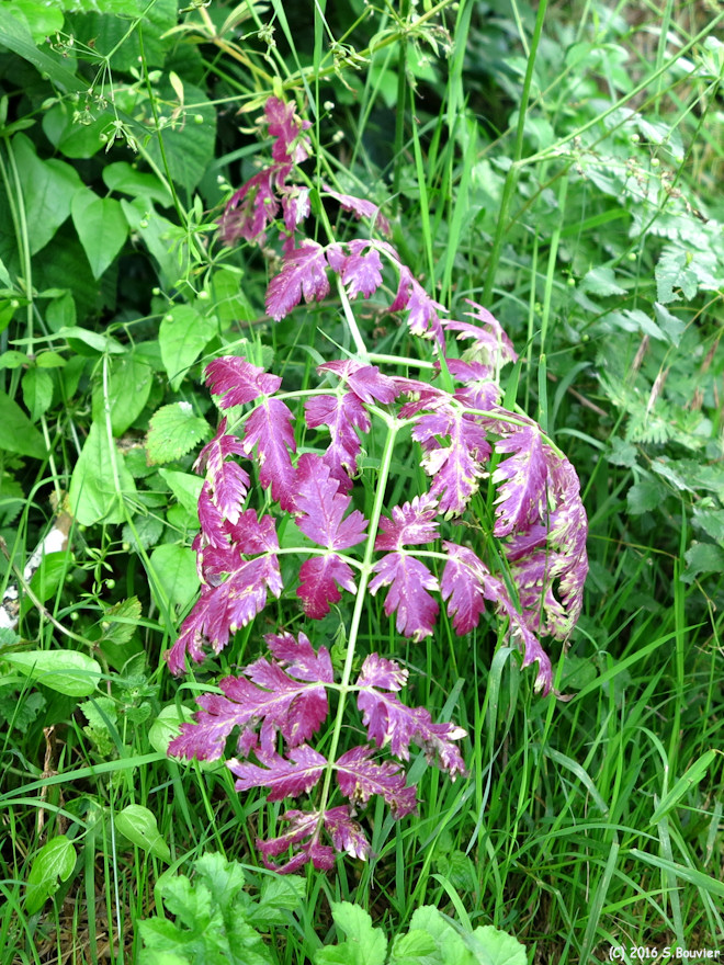 Hanvoile (Plante)