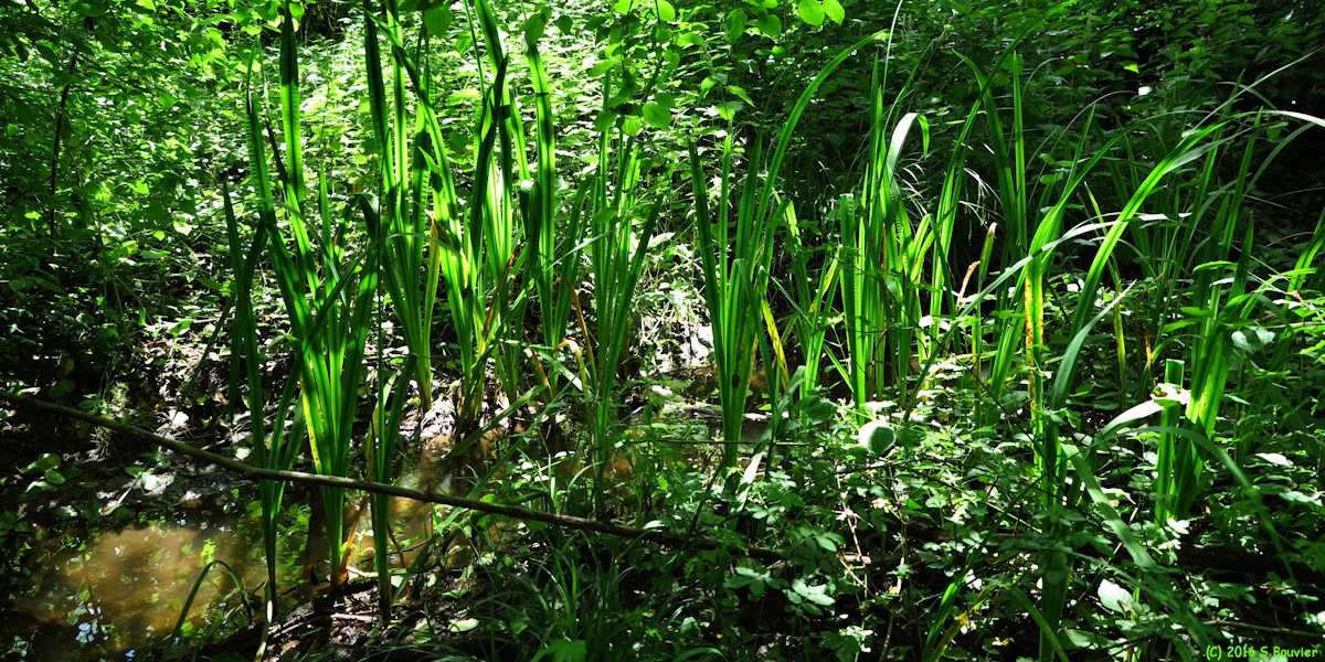 Lhéraule (Iris d'Eau)