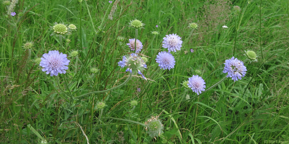 Lalandelle (Scabieuse colombaire)